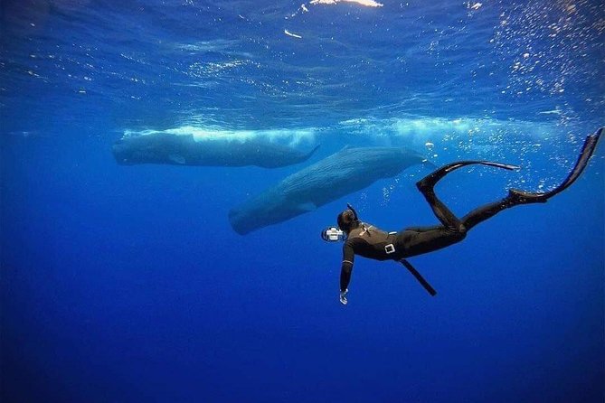 Snorkeling With Whales in Mirissa - Snorkeling Experience