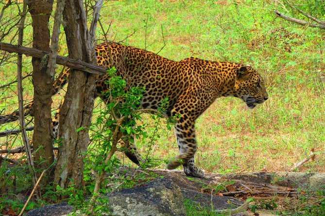 Sri Lanka Round Tour - Tour Details