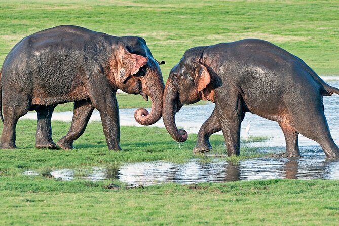 Sri Lanka Tour 8 Days With a Private Driver, Hotels, and Vehicle - Accommodations Details