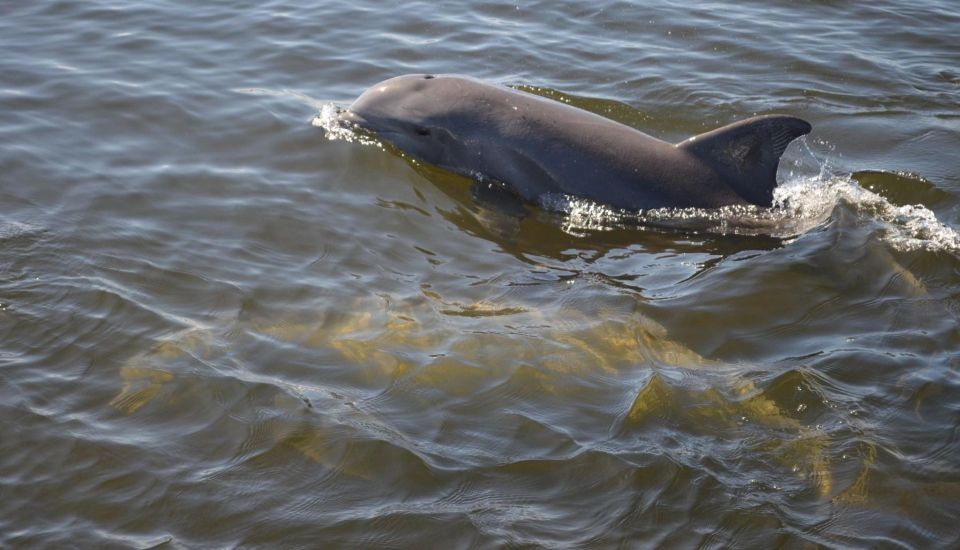 St. Augustine: Paddle Board Dolphin Adventure - Included Equipment