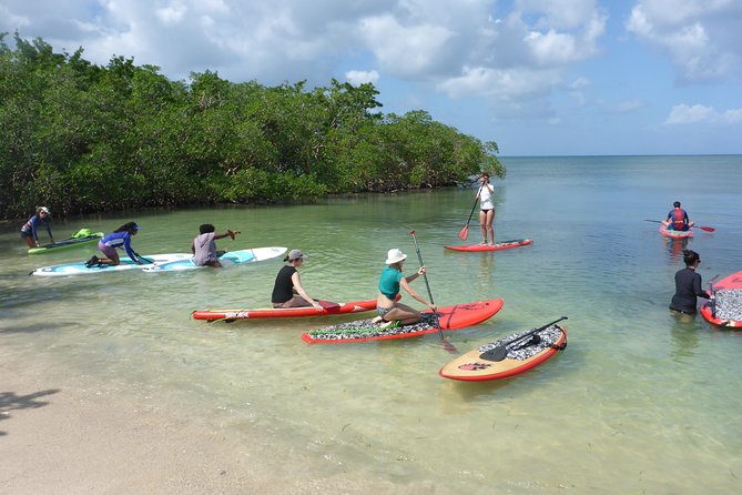 Stand up Paddle in Paradise - Returning to the Beach