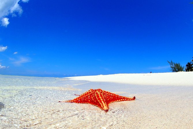 Starfish and Stingray City Fun Tour With Reef Snorkeling- 3 Stops - Snorkeling Equipment