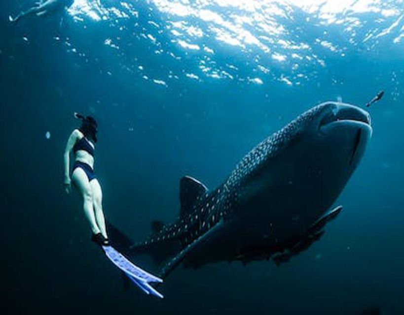 Sumbawa Tour & Snorkeling With Whale Shark - Activity Details