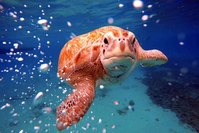 Swimming With Sea Turtles Incl. Pictures. Award Winner - Confirmation and Accessibility