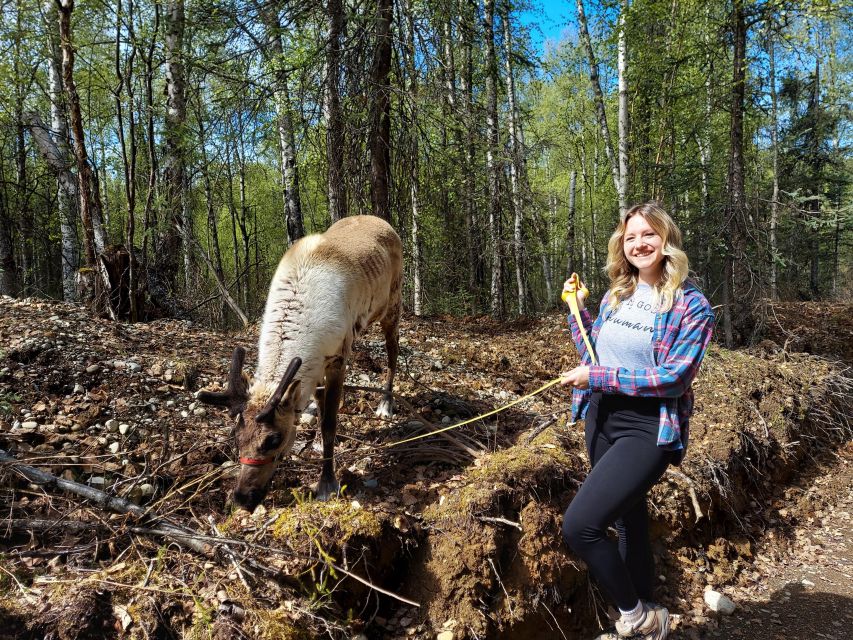 Talkeetna: A Walk in the Woods...with Reindeer! - Tour Details