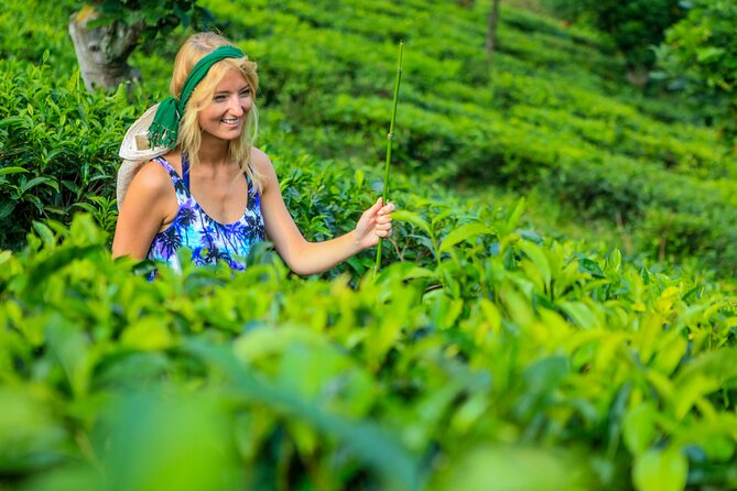 Tea Plantation Tour in Ella, Sri Lanka - Inclusions