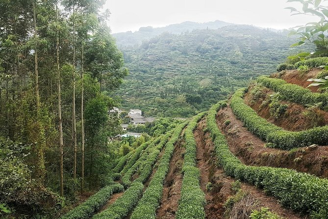 Tea Village in Lost Town and Buddha 1 Day Tour - Pickup Details