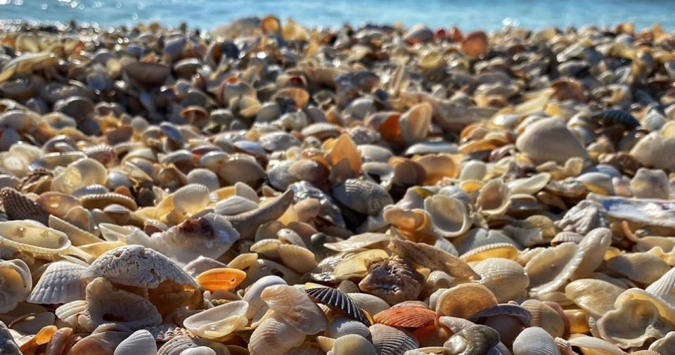 Ten Thousand Islands: Barrier Island Shelling Tour - Exploring Rookery Bay Preserve