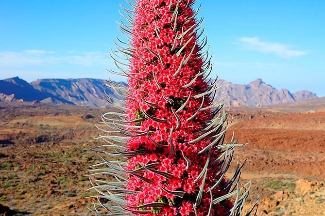 Tenerife Highlights Full-Day Tour - Detailed Itinerary
