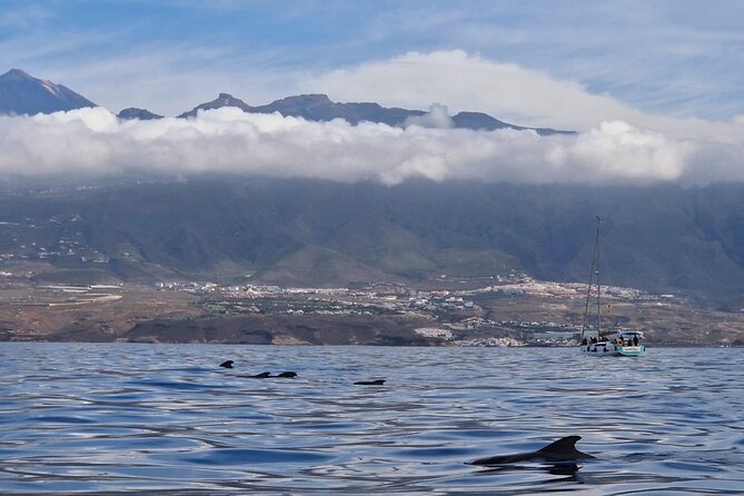 Tenerife Whale Watching and Snorkeling Yacht Trip - Whats Included
