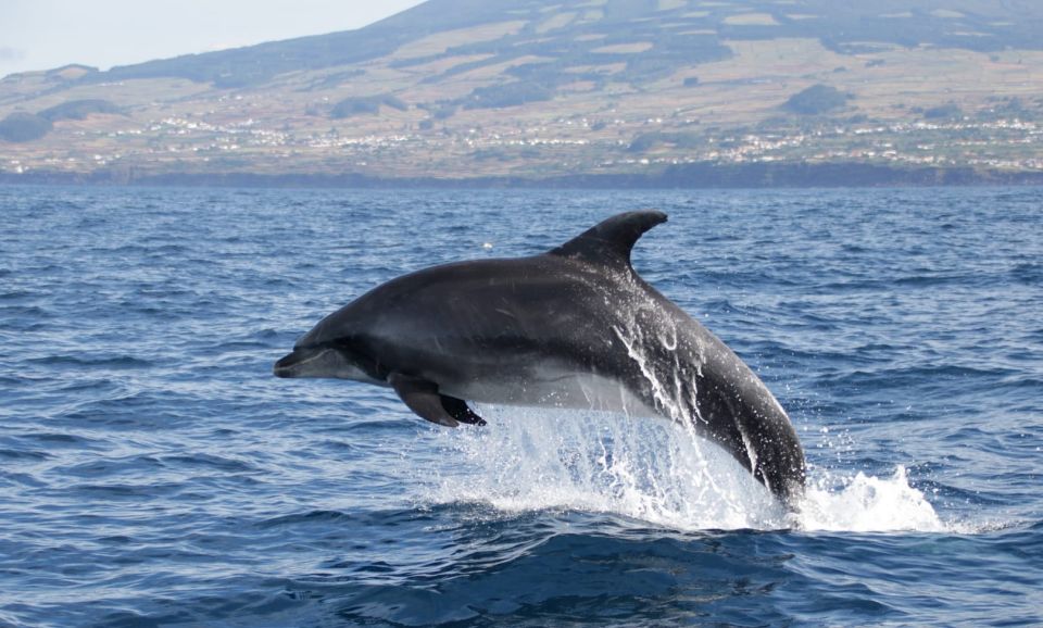 Terceira: Half-Day Dolphin and Whale Watching Tour - Inclusions