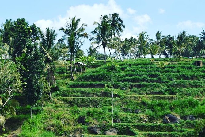 Tetebatu Walking Tour - Rice Terraces, Waterfall & Monkey Forest - Discovering Rural Lifestyle and Locals