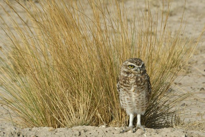 The Best of Peninsula Valdés in One Day - Highlights of the Tour