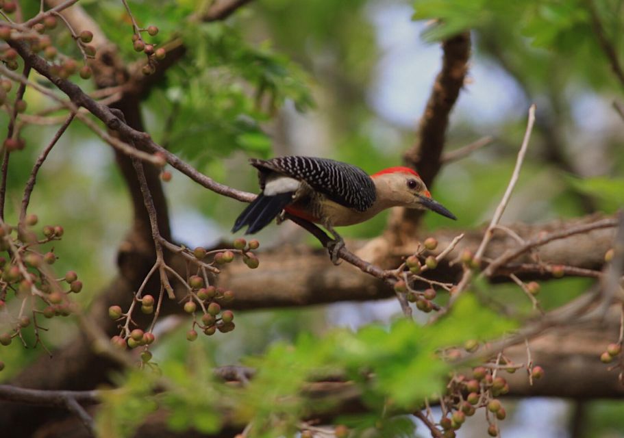 The Colorful Discoveries Tour - Highlights of the Excursion