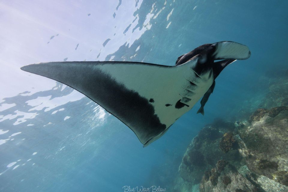 The Window: Manta Ray Dive at La Reina - Vibrant Underwater World of La Reina