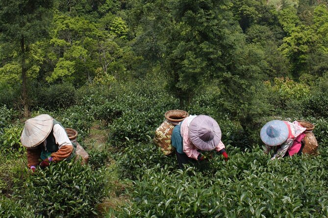 Thousand Island Lake and Pinglin Tea Plantation From Taipei - Meeting and Pickup