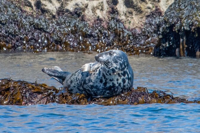 Torquay Coastal RIB Seafari - Whats Included in the Experience