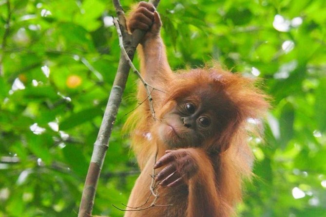 TOUR PACKAGE (Jungle Trekking, Taxi, Room) 4 DAYS 3 NIGHTS in BUKIT LAWANG - National Park Experience