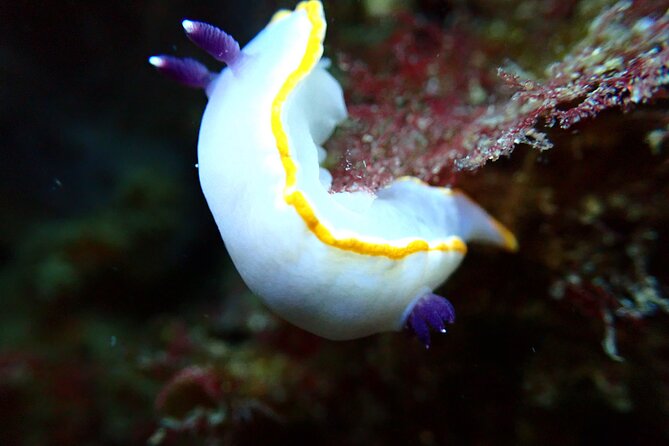 Try Scuba Diving in Arrabida Natural Park (Near Lisbon) With Pictures - Inclusions and What to Expect