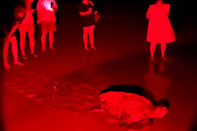 Turtle Watching Night Tours With Expert Naturalist - Tour Duration and Schedule