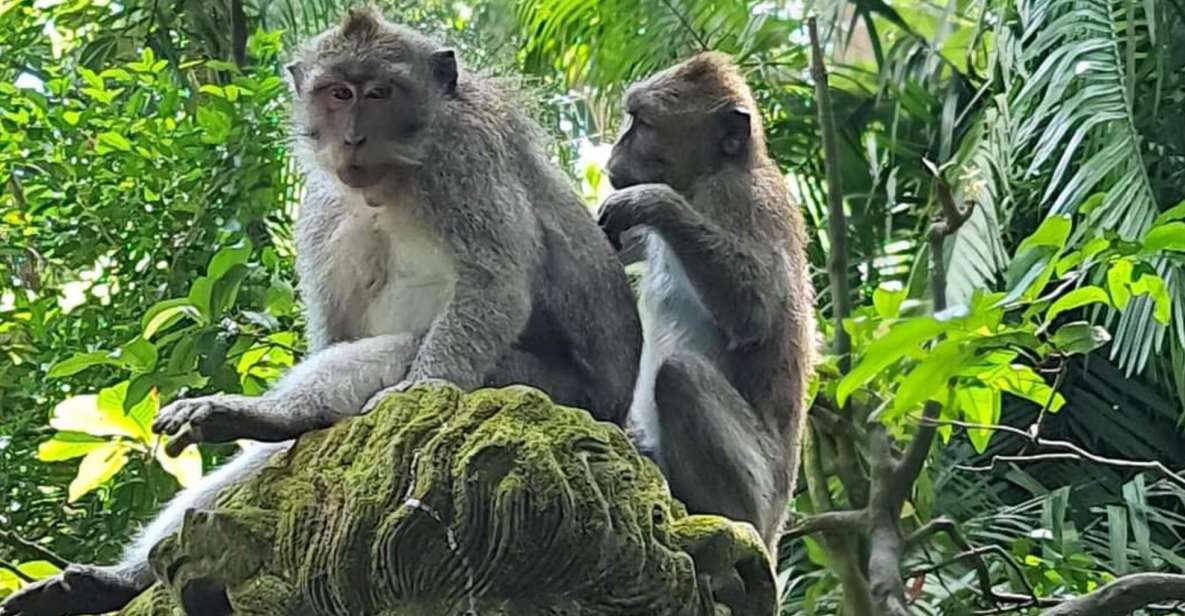 Ubud : Highlight Ubud Village, Culture and Waterfall Tours - Tegenungan Waterfall