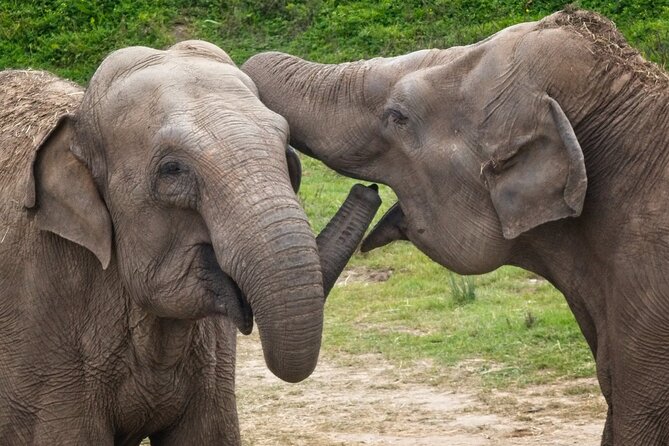 Udawalawa Safari & Elephants Orphanage Tour From Hambantota Port - Sighting Opportunities and Wildlife