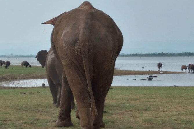 Udawalawe National Park | Private Safari With Naturalist - Included Safari Amenities