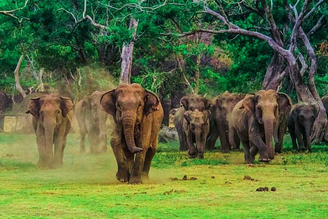 Udawalawe National Park Safari - Excluded Services