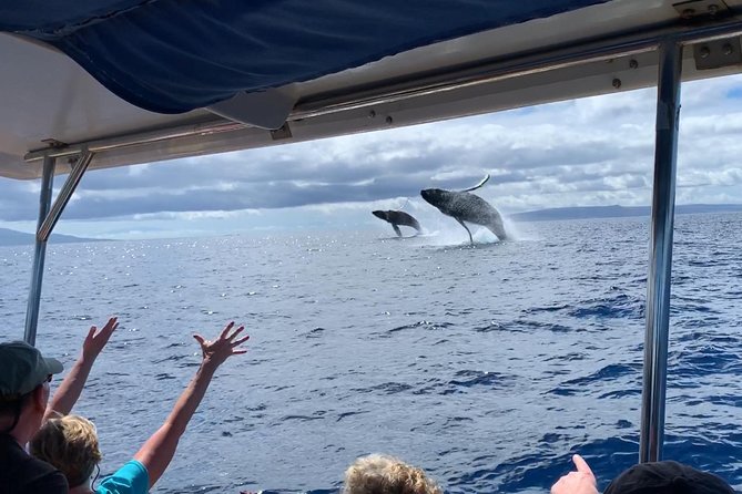 Ultimate 2 Hour Small Group Whale Watch Tour - Tour Highlights