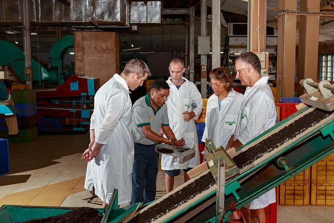 Uva Halpewatte Tea Factory Tour in Ella Sri Lanka - Insights Into Ceylon Tea Cultivation