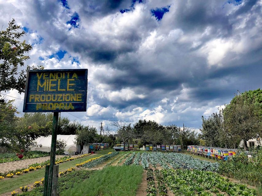 Venice: Bike Tour Honey & Artichokes on Sant'Erasmo Island - Tour Details