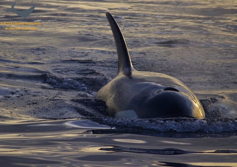 Victoria: Sunset Whale Watching Tour - Inclusions and Exclusions