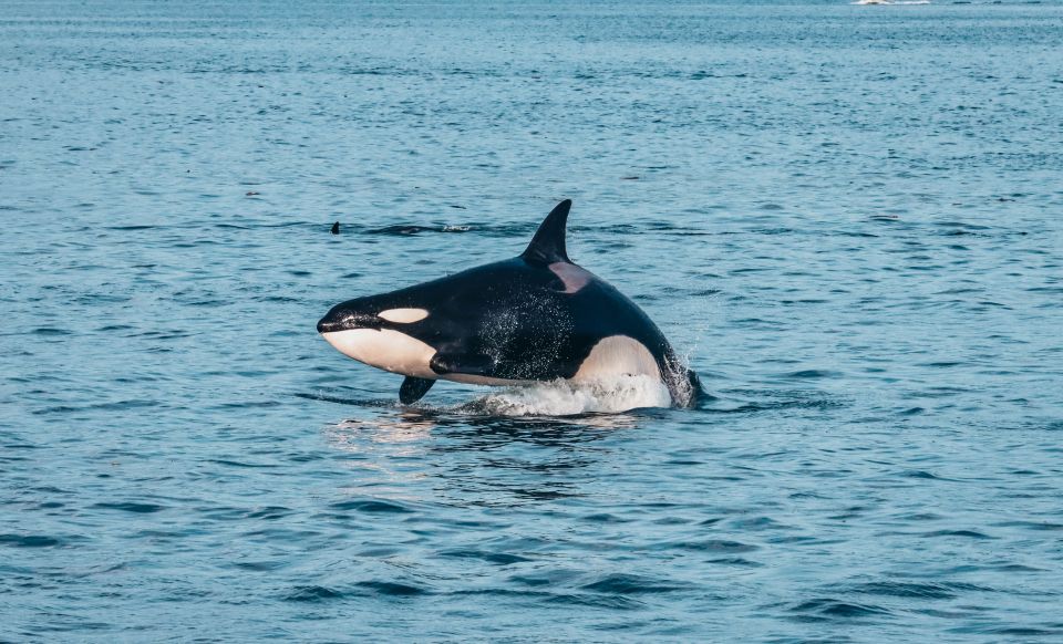 Victoria: Whale Watching Cruise by Covered Boat - Experience Highlights of the Tour