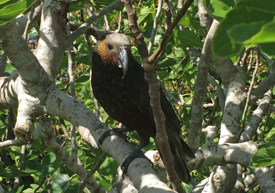 Waiheke Island: Private Guided Te Ara Hura 5-Day Walk - Experience