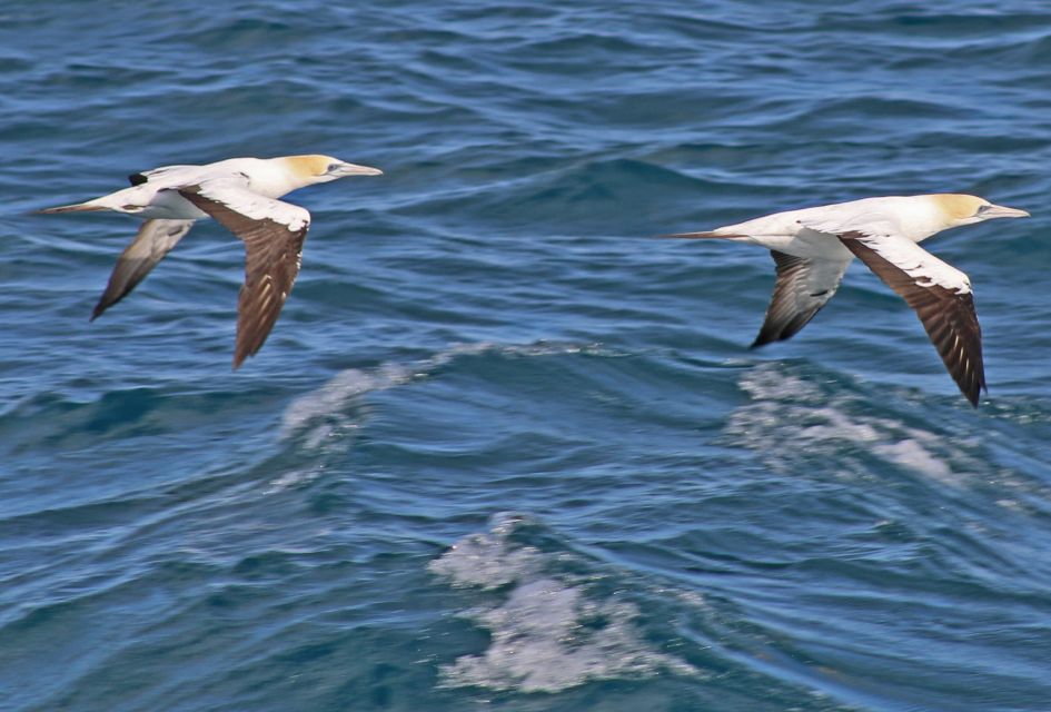 Welshpool: Wilsons Promontory Nature and Wildlife Day Cruise - Price and Duration