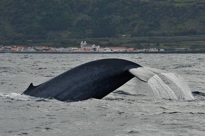 Whale and Dolphin Watching in Pico Island - Half Day - Coastal Scenery