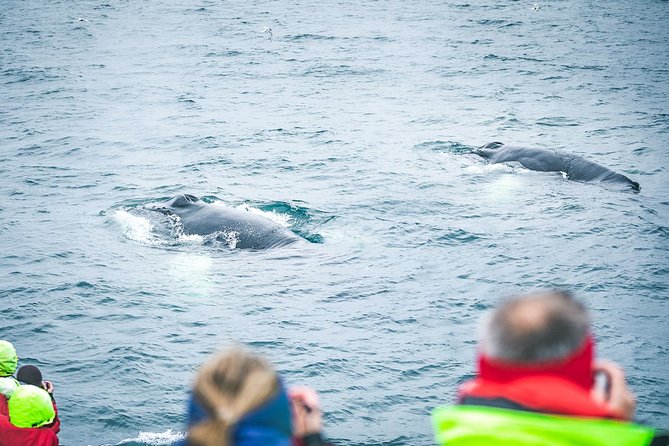 Whale and Puffin Watching Around Skjálfandi Bay From Husavik - Inclusions