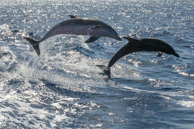 Whale Watching Catamaran in Costa Adeje (Including Drinks & Sandwich) - Inclusions and Additional Charges