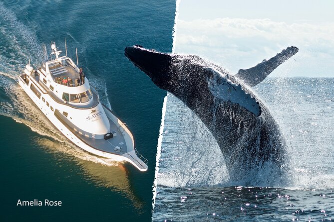Whale Watching Cruise on a Yacht in Reykjavik - Whale Watching Guarantee