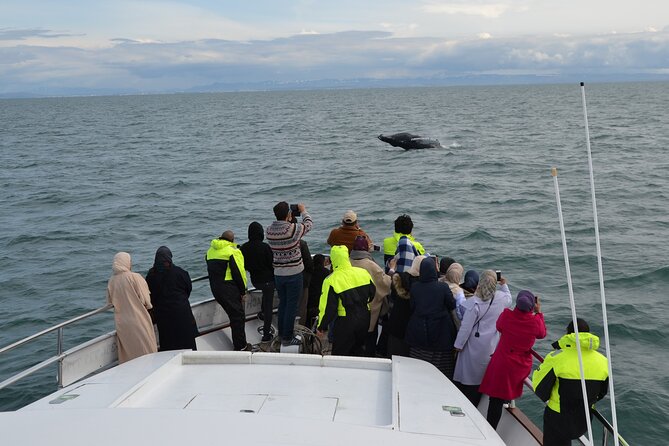 Whale Watching & Dolphin Yacht Cruise - Wildlife Viewing Opportunities