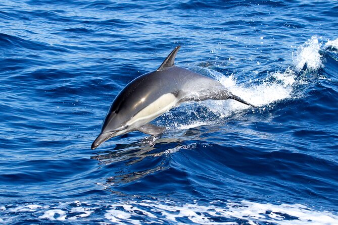 Whale Watching Excursion in Dana Point - Onboard Experience