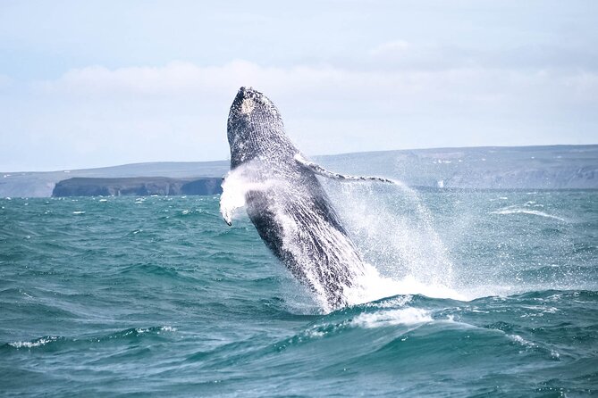 Whale Watching in Husavik - Inclusions and Amenities