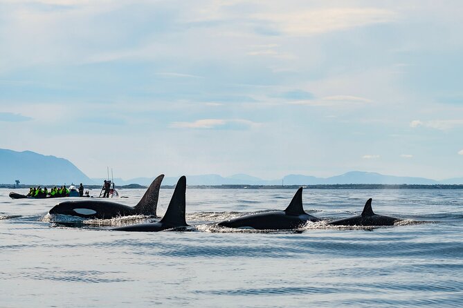 Whale Watching RIB Boat Tour in Skjervoy From Tromso - Warm Flotation Gear and Refreshments Included