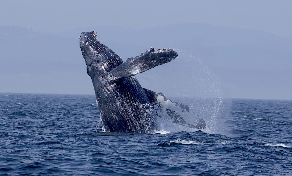 Whale Watching Tour in Victoria, BC - Highlights of the Cruise