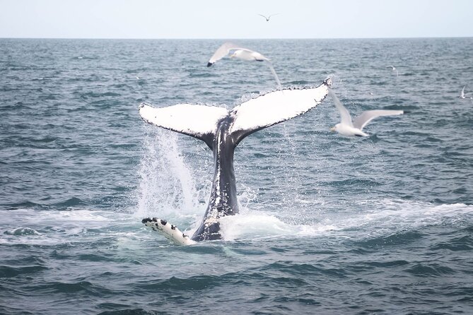 Whales and Puffins Tour From Husavik - Tour Inclusions