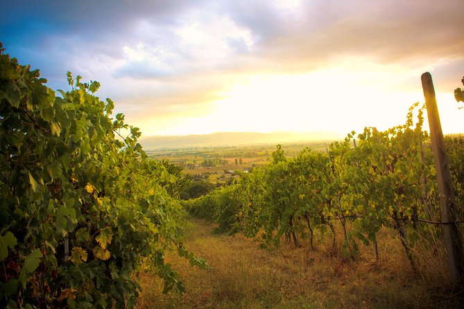 Winemaker for a Day: Tour an Organic Winery - Guided Wine Tasting