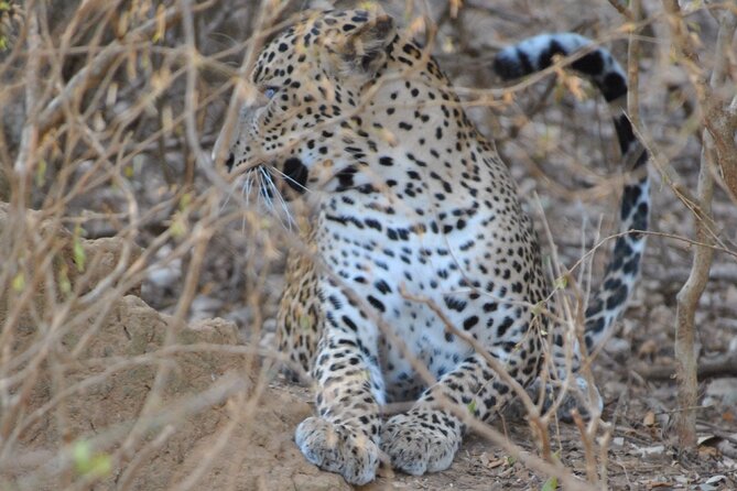 Yala 4h Jeep Safari From Bentota: Guided Wildlife Experience - Wildlife Encounter Highlights