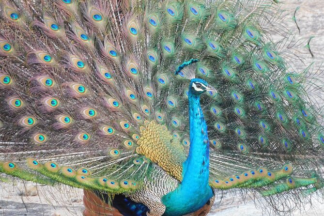 Yala National Park Safari (PRIVATE TOURS) - Half Day & Full Day - Included Features of the Safari