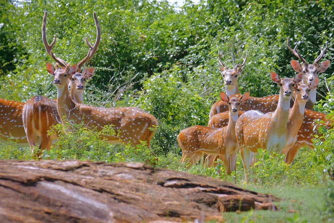 Yala Safari Day Trip From Bentota/ Kalutara/ Ahungalla/ Hikkaduwa - Pickup and Drop-off Locations