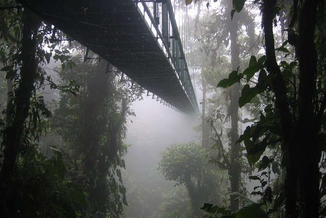 Zipline and Hanging Bridges Combo Tour in Monteverde Cloud Forest - What to Expect During the Tour